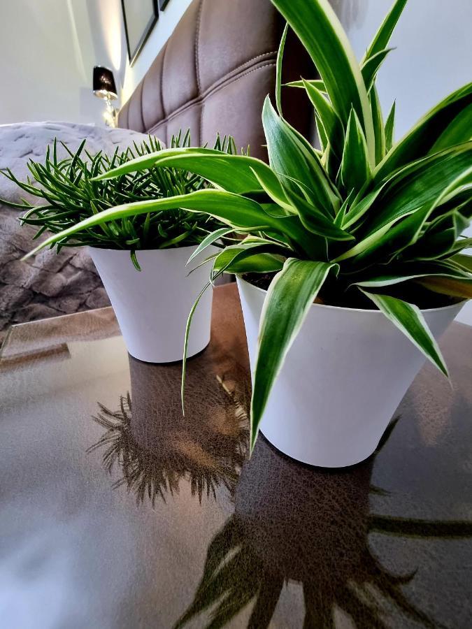Apartament Jelonek W Karkonoszach 耶莱尼亚古拉 外观 照片